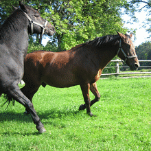 Stimmungsvolle Kutschfahrten in Franken